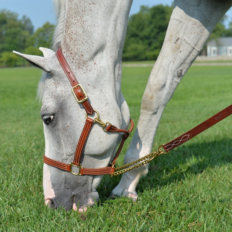 Single ChainLeather Horse Lead