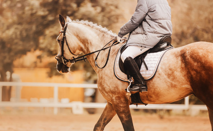 A rider in a gray jacket is sitting on a beautiful dappled horse with a braided mane on an autumn day. Dressage competitions. Equestrian sports. Horse riding.