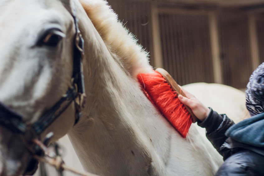 white horse being groomed by owner with brush 