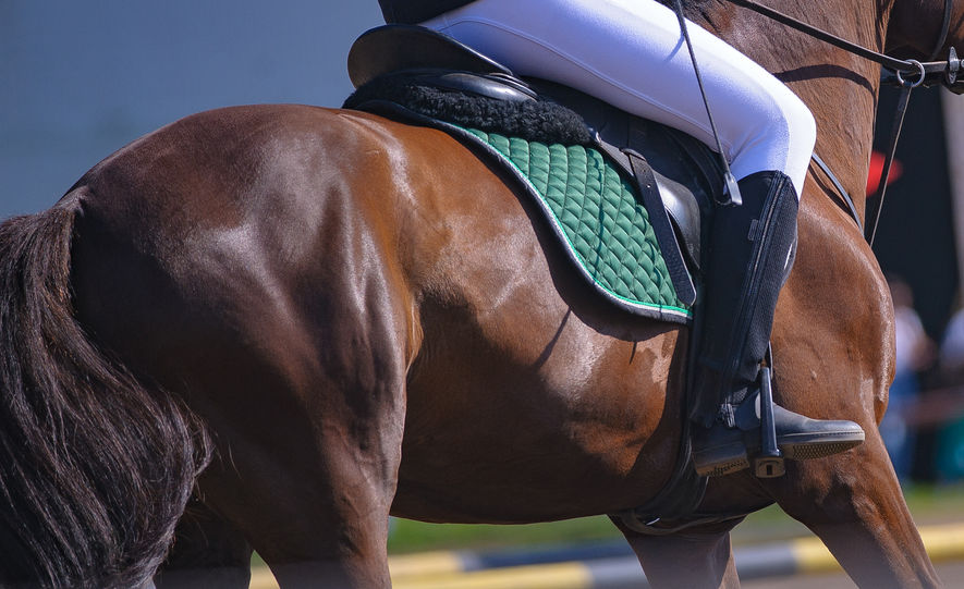 Rider on a horse with saddle pad 