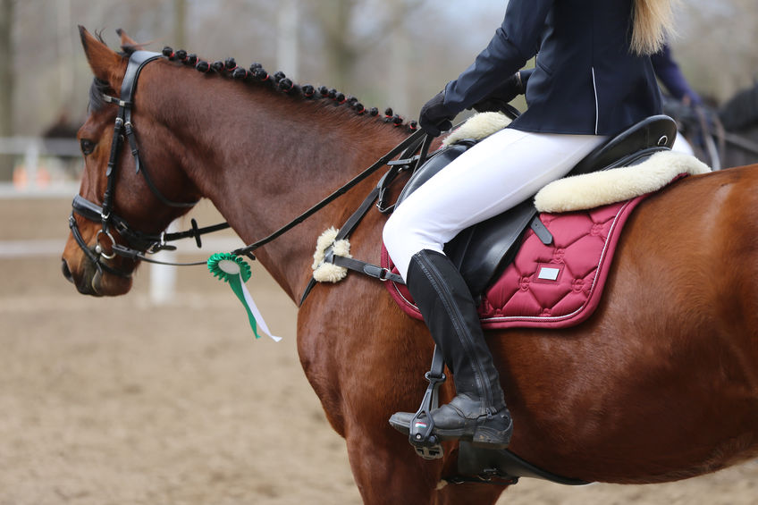 Unknown competitor ride a sport horse on equitation event at summertime outdoors. Show jumper horse wearing award winning ribbon. Equestrian sports. girl sitting in saddle